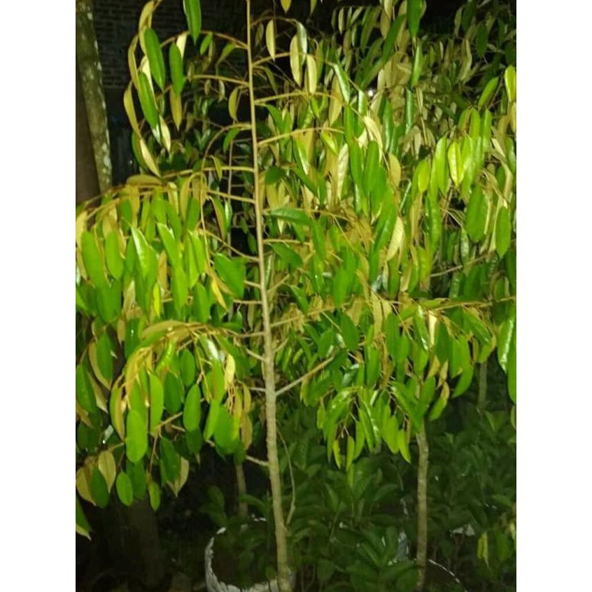 Terbaik Jual Bibit Durian Bawor (Dongkelan/Cabutan) Siap Tanam Ukuran 2 M *_@