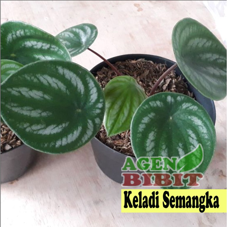 Tanaman Hias Keladi Semangka Peperomia Watermelon Bibit Daun Keladi Semangka Unik Shopee Indonesia