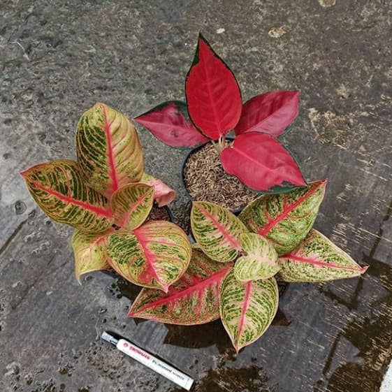 ready Paket aglonema suksom jaipong+legacy mangkok+kresna golden