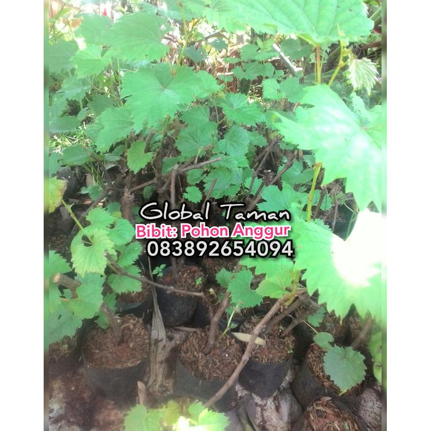 Bibit pohon anggur / Bibit tanaman anggur / Anggur hijau h4i