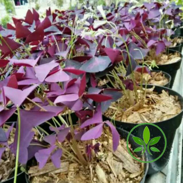 Tanaman Hias Daun Kupu Kupu Ungu Butterplay Pohon Purpple Shamrock Ungu Tanaman Gantung Shopee Indonesia