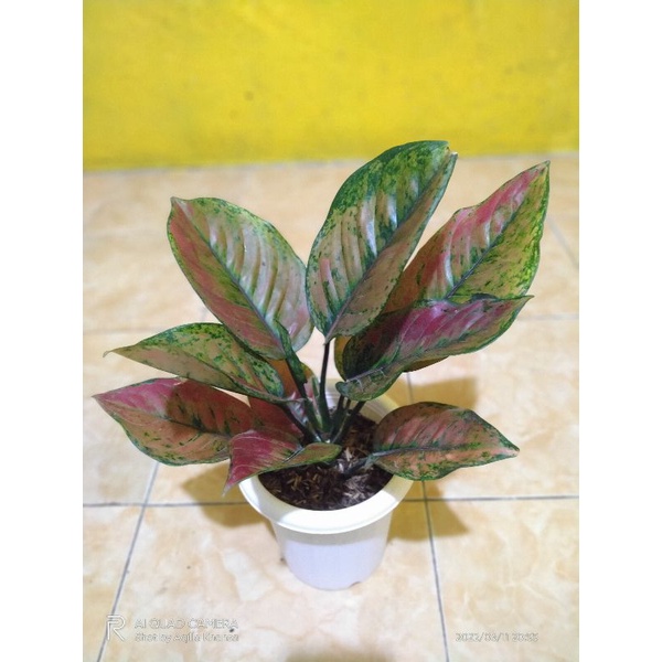 Aglonema HengHeng Mutasi