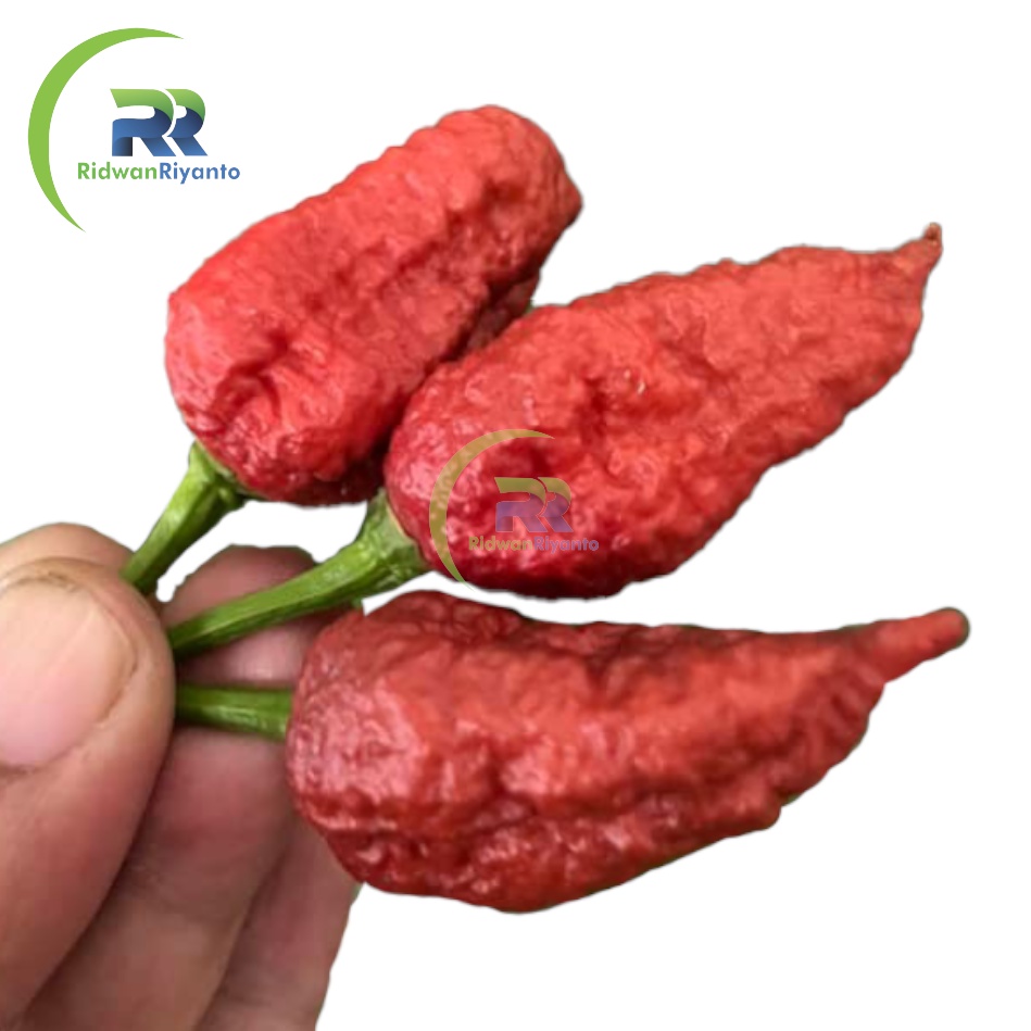 BIJI Benih Cabai BHUT JOLOKIA CARAMEL Chilli Pepper Chili ini BIJI Benih bukan BUAH CABE nya