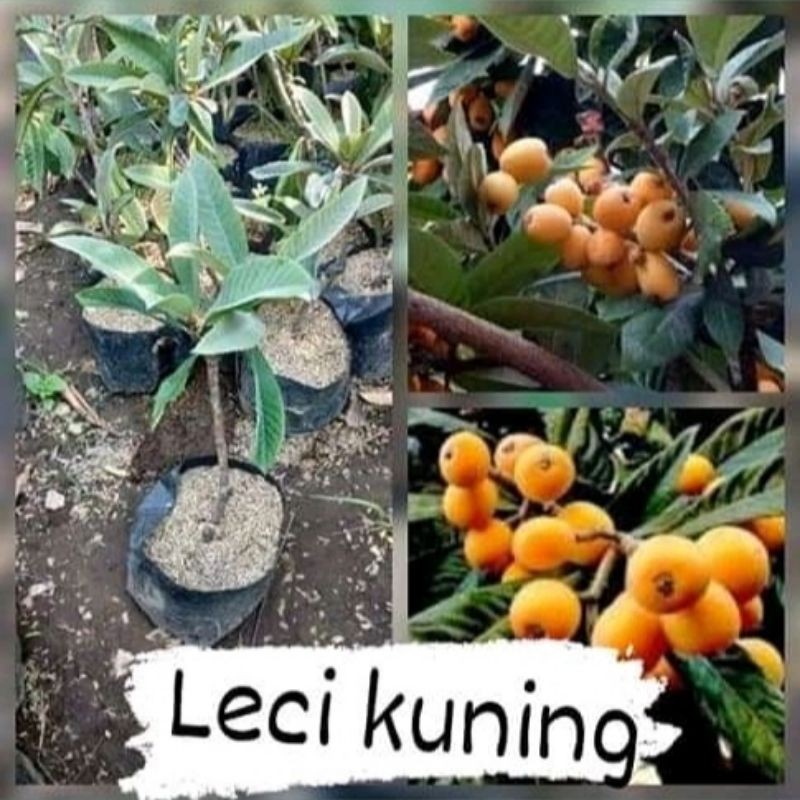 bibit buah leci kuning siap berbuah