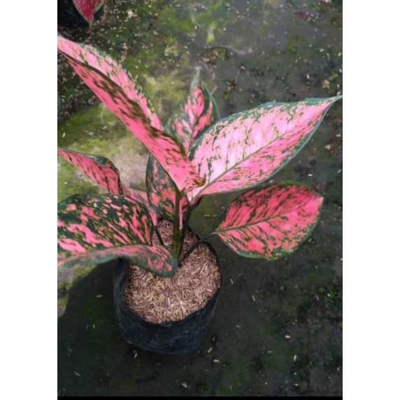 Aglonema lady valentin