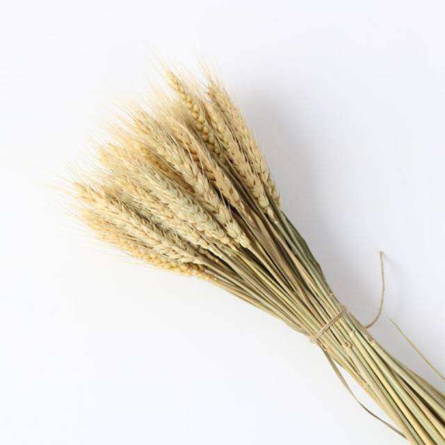 Terbaru GANDUM KERING DEKORASI HIASAN Limited