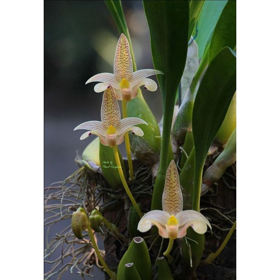 anggrek bulbophyllum lobii