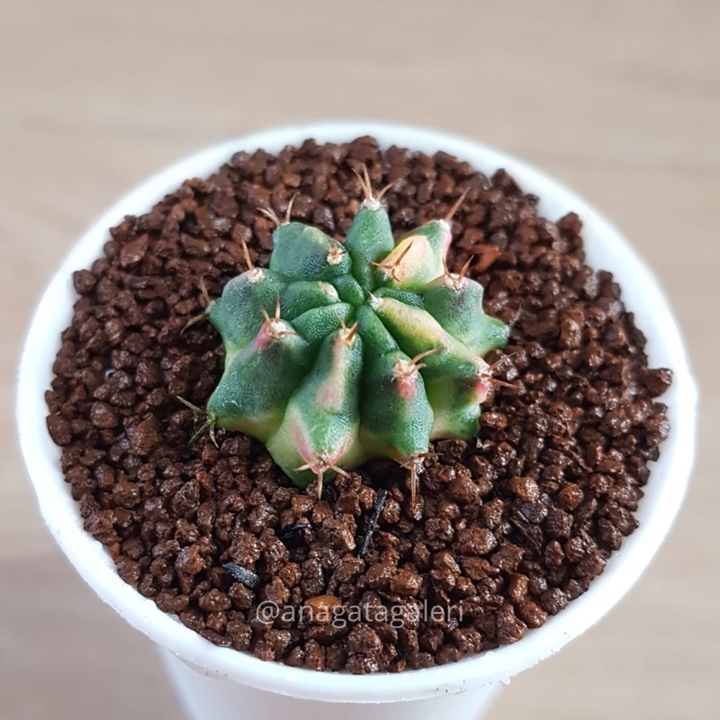 Gymnocalycium K3 | Kaktus Gymno Euphorbia