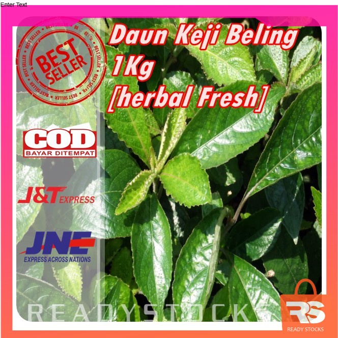 Jual Daun Keji Beling / Pecah Beling Segar - Herbal Batu Ginjal ...