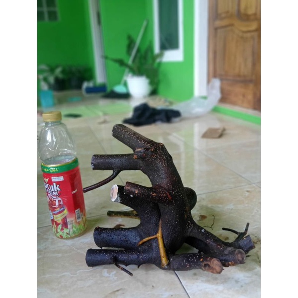 Bahan Bonsai Iprik Dongkelan Small Medium Murah Berkarakter