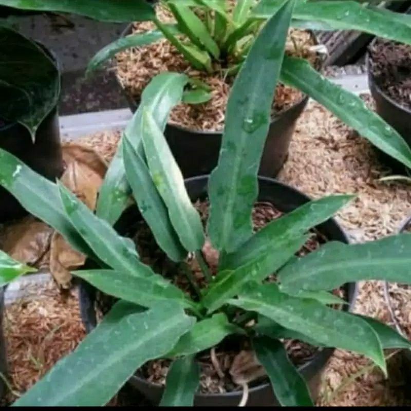 tanaman hias Philo gergaji/ Philo keris