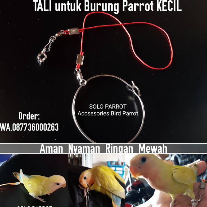 Open Ds] Tali Buat Burung Kecil Parkit Perkici Lovebird Falk Beo Perkutut Jalak