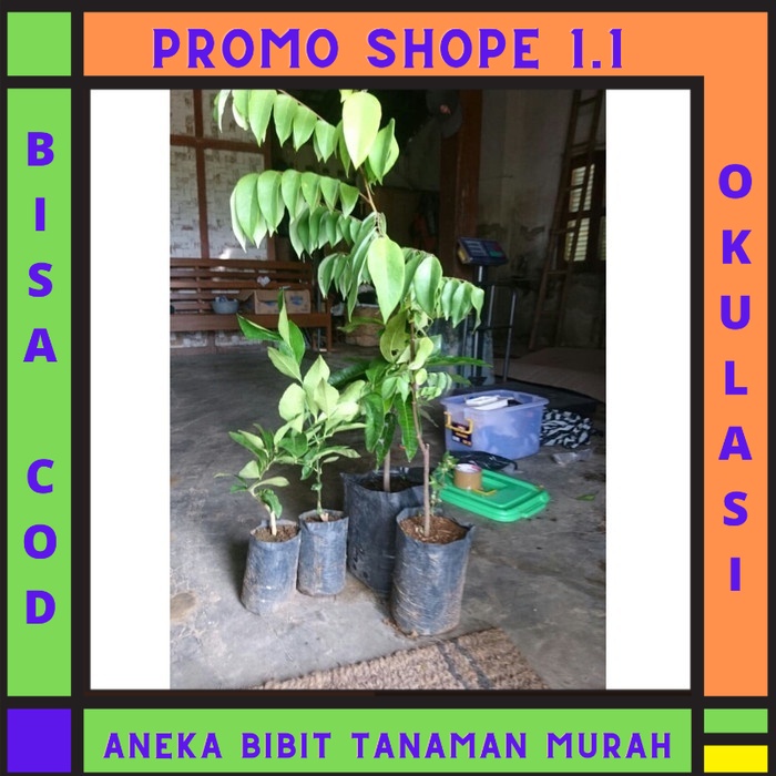 Bibit Belimbing Bangkok