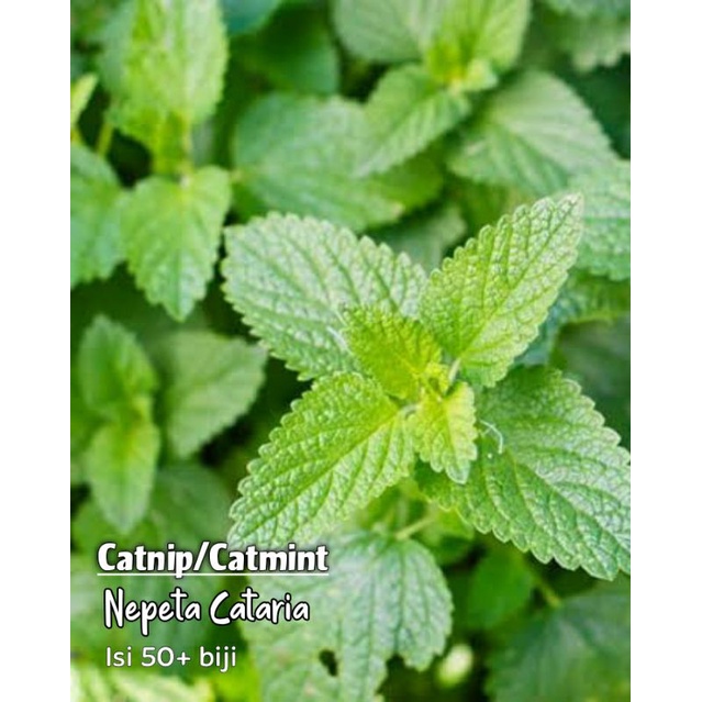 Jual Herb catmint catnip nepeta cataria | Shopee Indonesia