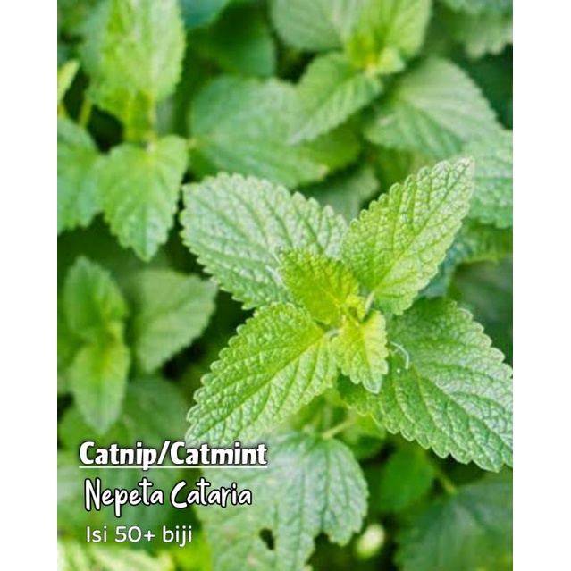 Jual Herb Catmint Catnip Nepeta Cataria Shopee Indonesia