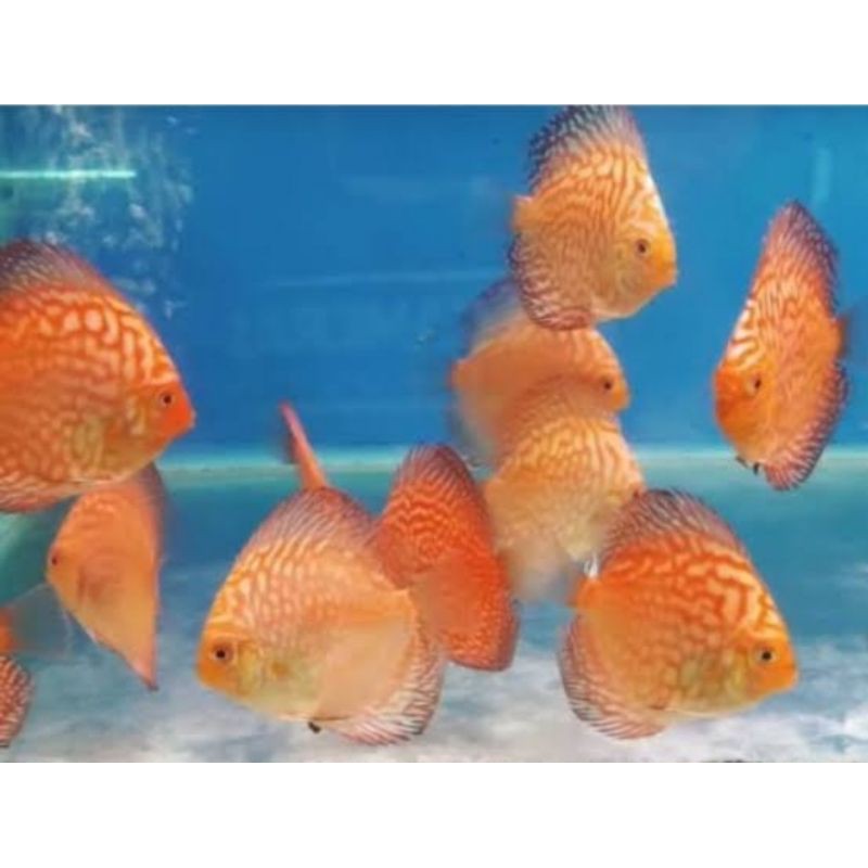 ikan discus pigeon ukuran 2in