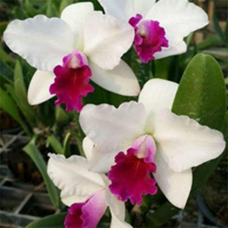 Anggrek Cattleya Mayor Yamasaki
