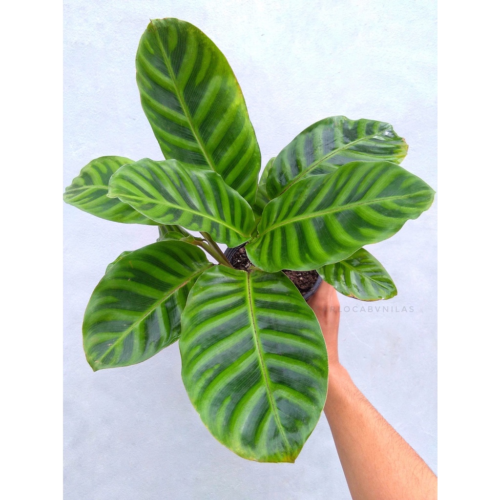 Calathea Tanaman Hias Bunga Calathea Zebrina / Calathea Pisang Kualitas Istimewa
