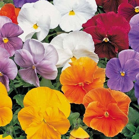 Benih Bibit Biji - Bunga Pansy Clear Crystals Mixed Seeds - IMPORT