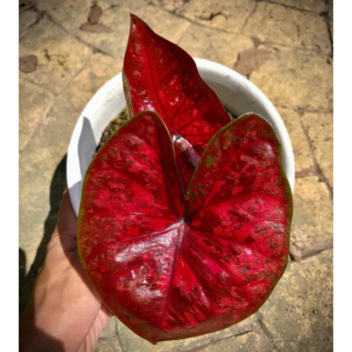 Caladium/Keladi Red Devil