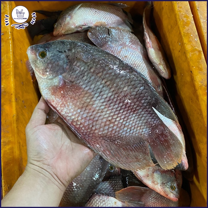 

Ikan Gurame Segar 1kg