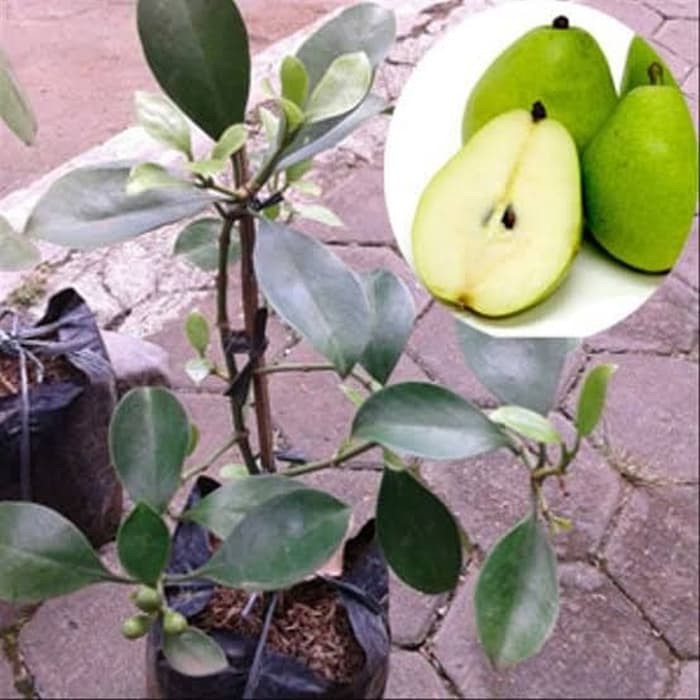  BIBIT  TANAMAN BUAH PEAR PIR  HIJAU Shopee Indonesia