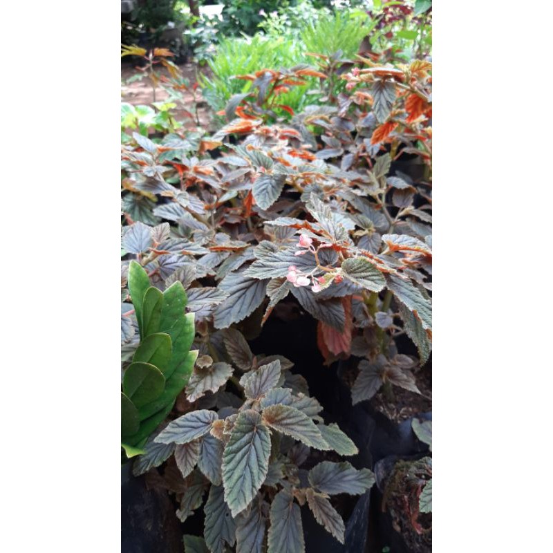 

begonia lokal