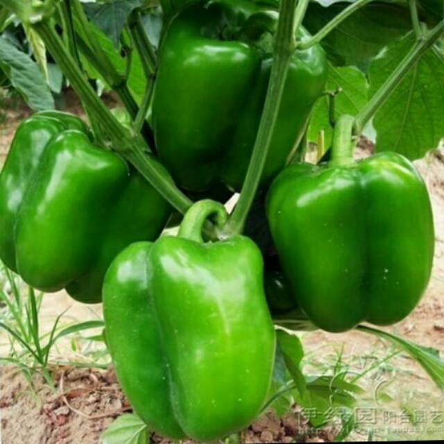 Benih/biji/bibit cabai hias unik cabai sayur cabai paprika hijau