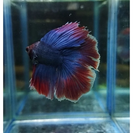 IKAN CUPANG HALFMOON DOUBLE TAIL / HMDT MASCOT 100% REALPICT (KODE AG11)