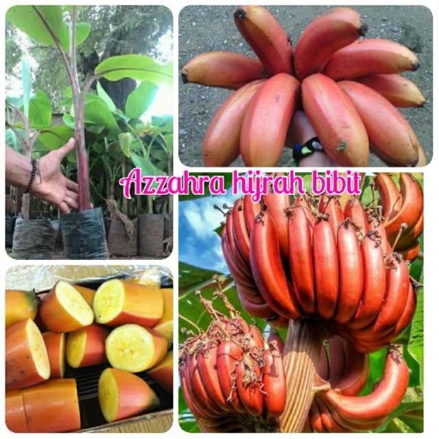 Bibit buah pisang merah