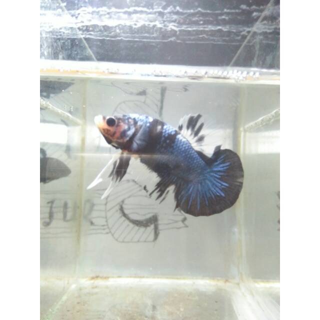 Cupang black series line avatar real pict