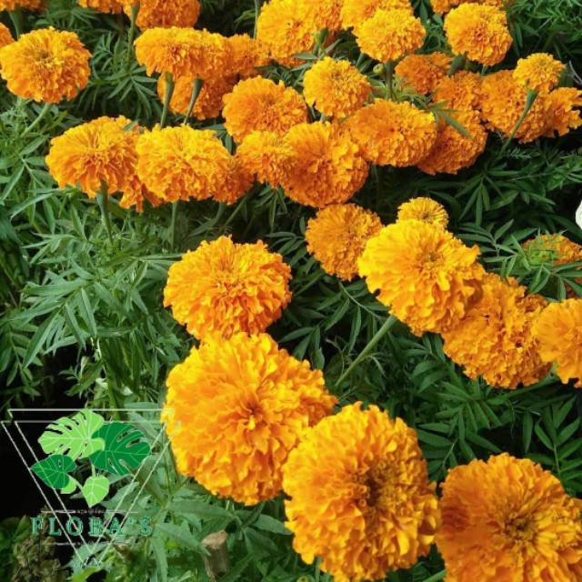 

Bunga Marygold Oranye