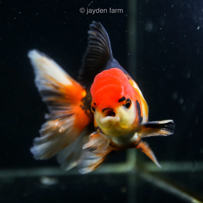 Ikan Mas Koki Oranda Panda Tricolor Black Gold Shopee Indonesia