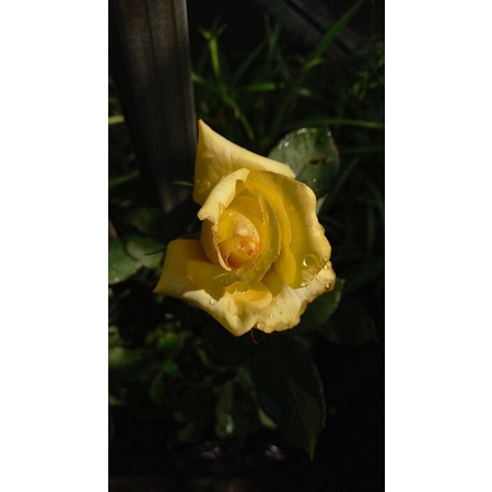 Bibit benih bunga mawar kuning besar