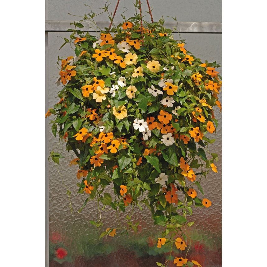 Benih Bibit Biji - Bunga Thunbergia Black Eyed Susan Alata Mix Flower Seeds - IMPORT