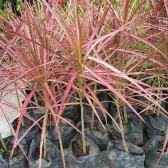 Tanaman hias dracaena tricolor dragon tree