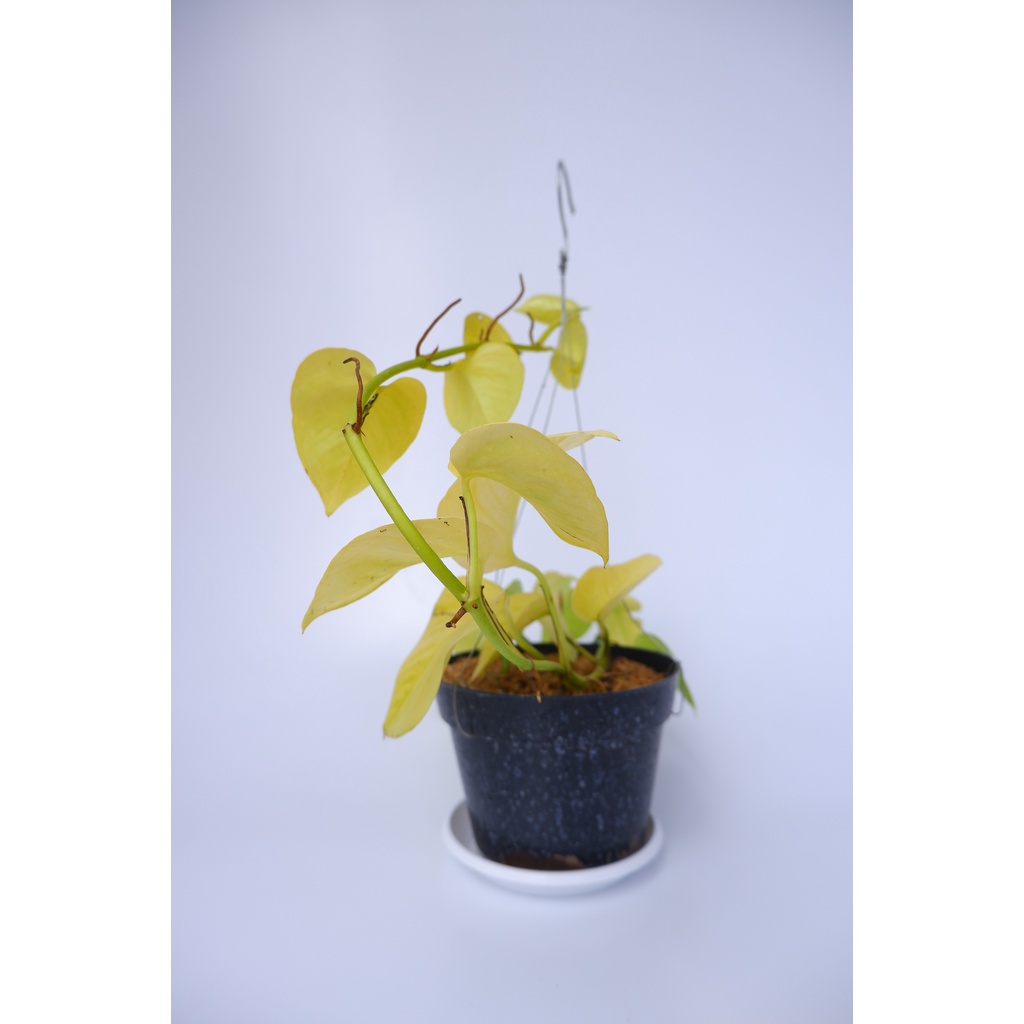 Sirih Neon -  Epipremnum Aureum Neon - Tanaman Hias