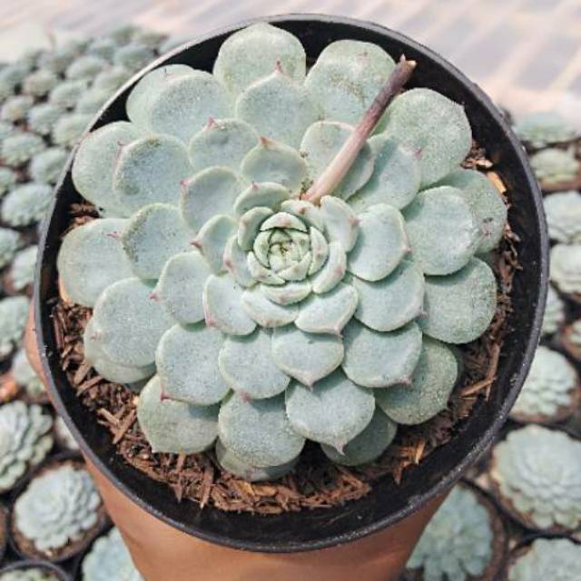 Kaktus sukulen echeveria minima