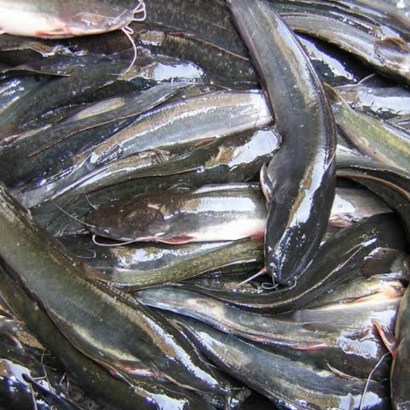 Ikan Lele / Berat 500 gram