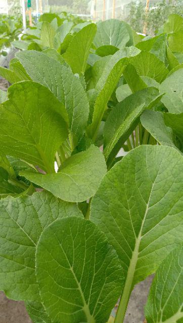 Celemek Memasak - Apron - Celemek Anti Air Karakter Animal