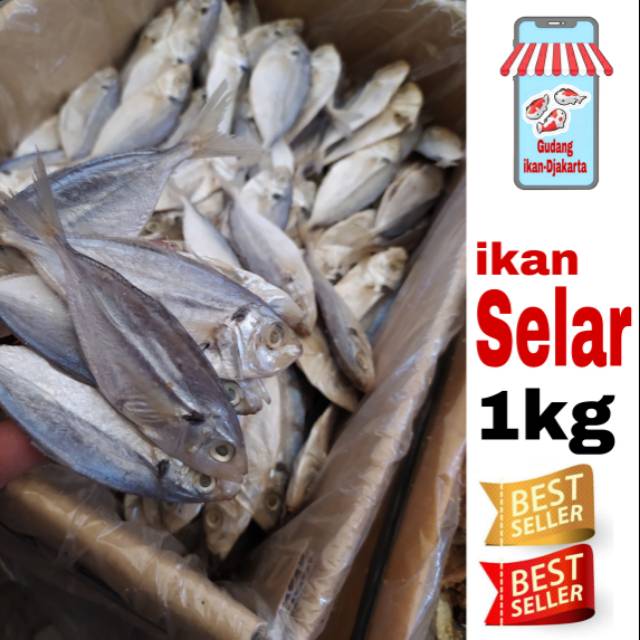 

Ikan asin selar super-1kg