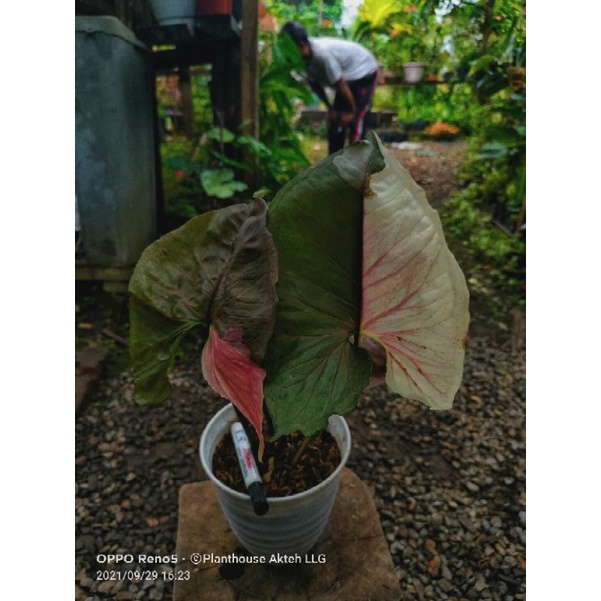 Syngonium Strawberry Ice Original