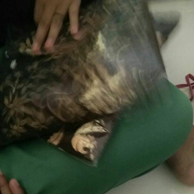 Bswart Batik Hrb026 Kenongo Hem Pendek Padi Pekalongan M L Xl Batik Pria Murah Modern Grosir