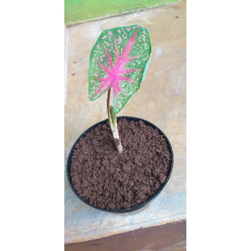 keladi bintik merah muda