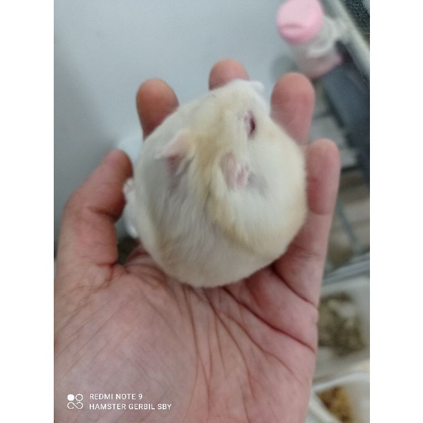 Indukan Hamster winter white jinak gembul via instan grab