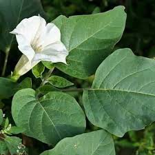 

Daun Kucubung Fres 1Kg