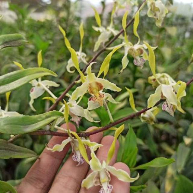 Anggrek Dendrobium melintir Remaja