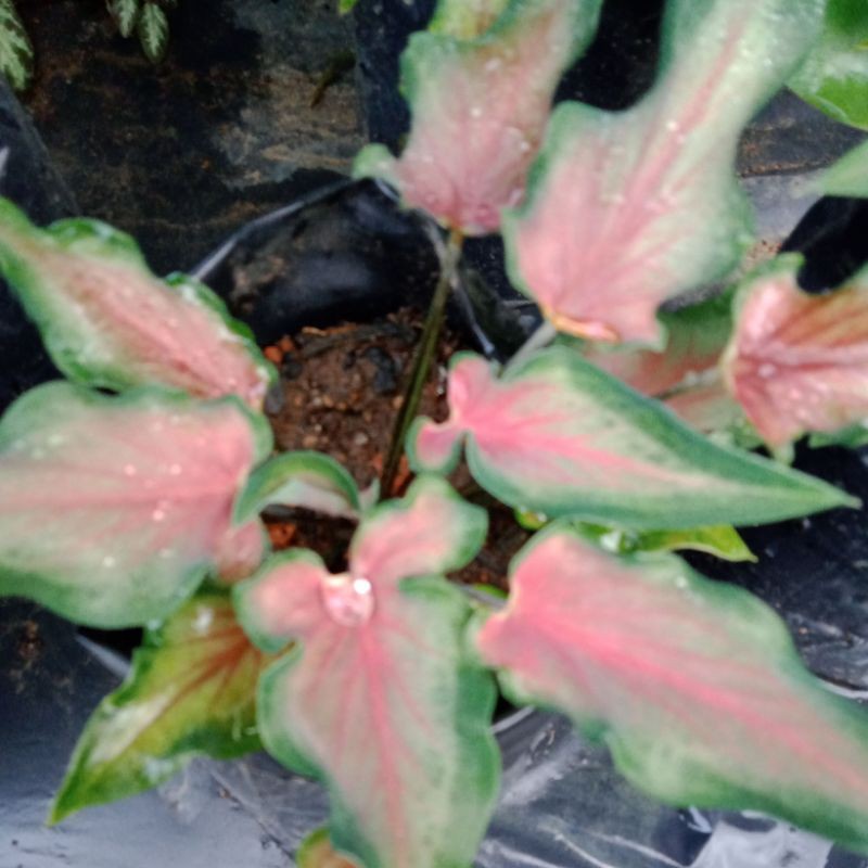 Keladi keris/keladi murah/caladium
