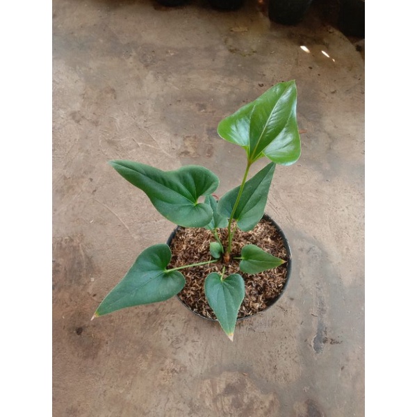 anthurium corong / anthurium brownii / remaja / rimbun