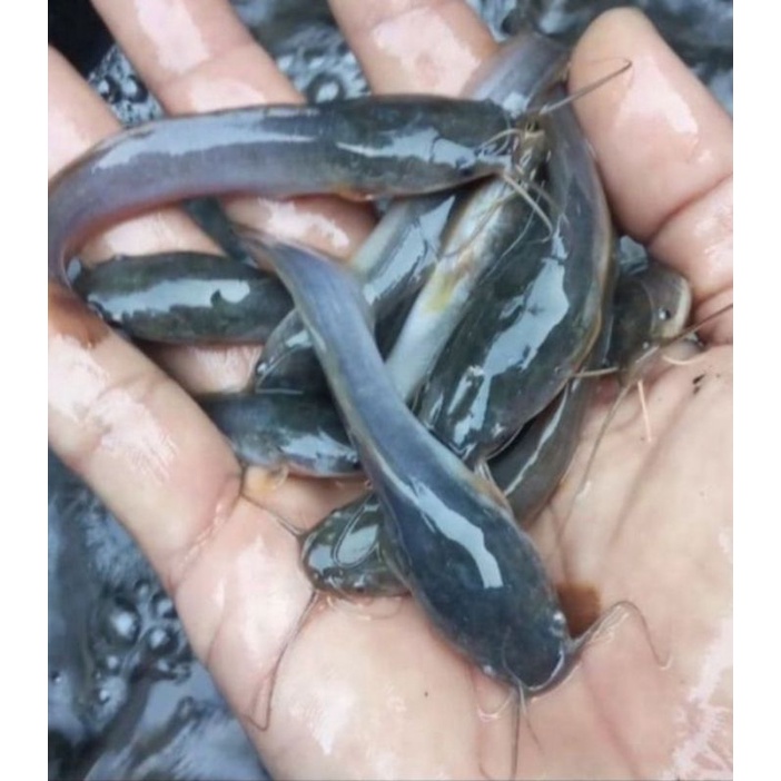 bibit ikan lele sangkuriang 9-10 cm